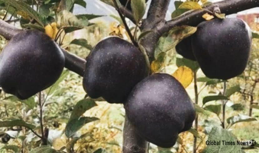 تفاح الألماس الأسود الذي يزرع في مكان واحد عبر العالم.. سعر الحبة الواحدة قد يصل إلى 20 دولاراً