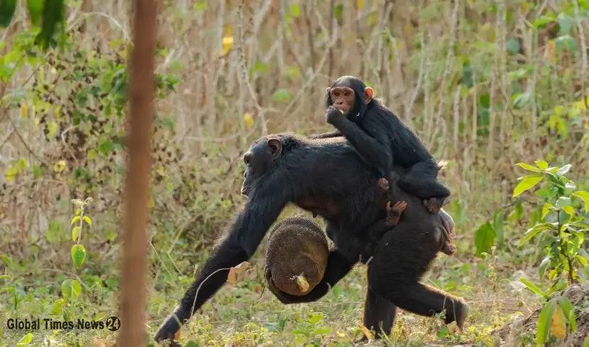 Chimpanzees clash with humans to protect territory in Ugandan forests