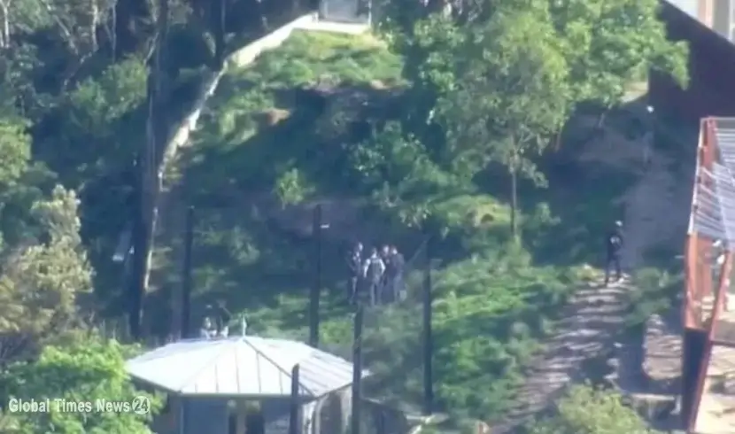 Scary morning at Sydney zoo after 5 lions escape enclosure