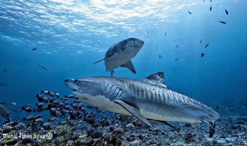 Глубоководное кладбище акул нашли на дне Индийского океана