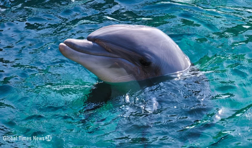 Дельфин-афалина совершил рекордное путешествие